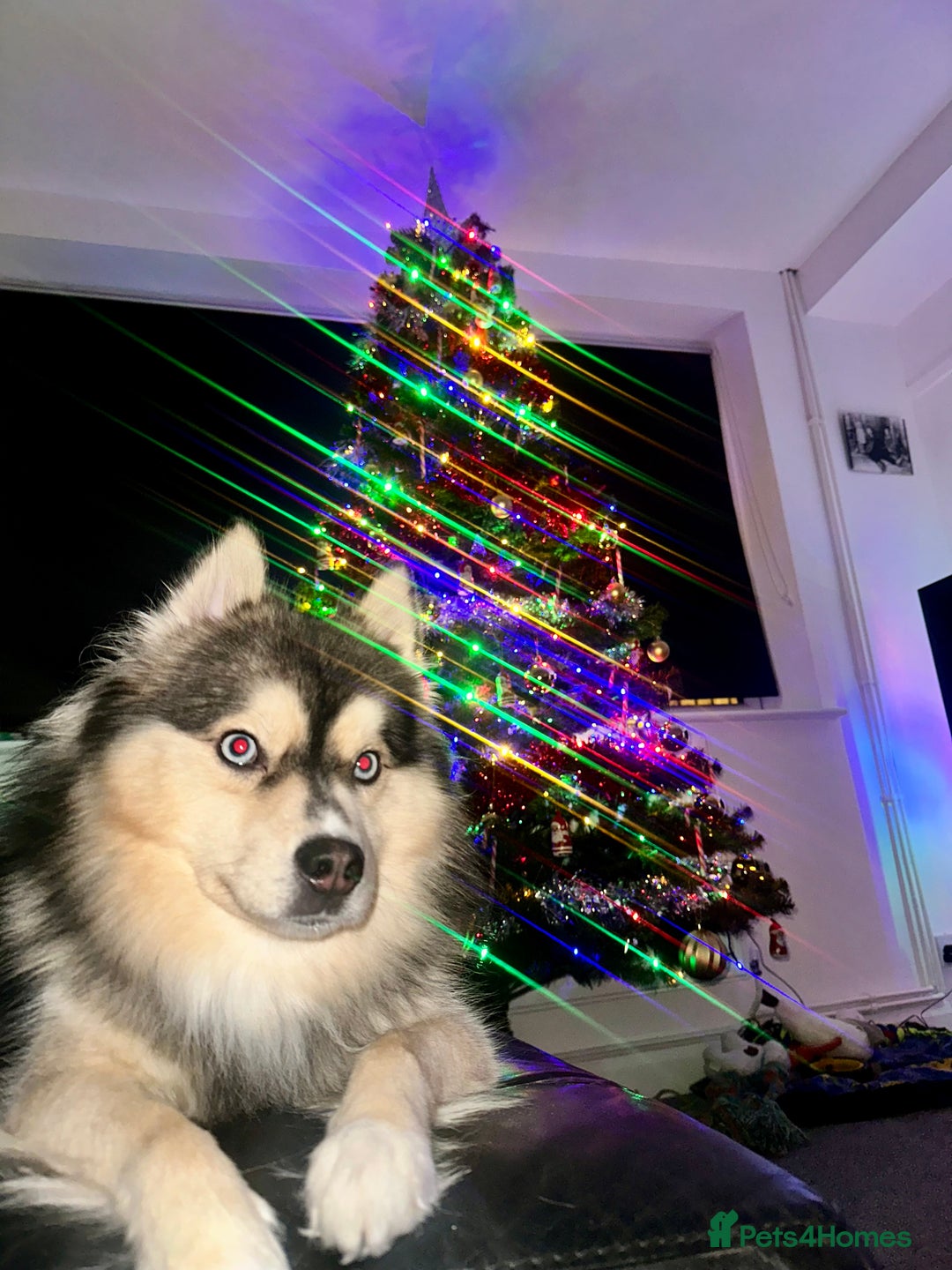 Pomsky dogs for sale: BLUE EYED Family-Raised Pomsky Pups  - Advert 12