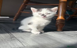 Mixed Breed cats for sale: 3 beautiful stunning and gorgeous kittens for you - Image 4