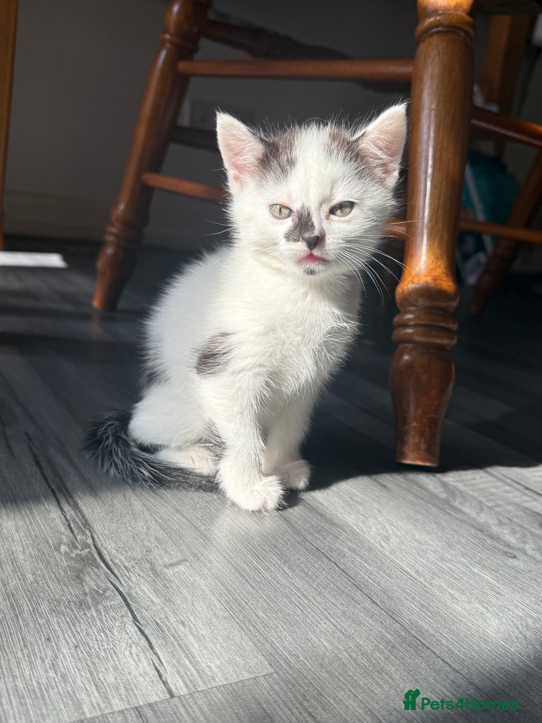 Mixed Breed cats for sale: 3 beautiful stunning and gorgeous kittens for you - Image 4