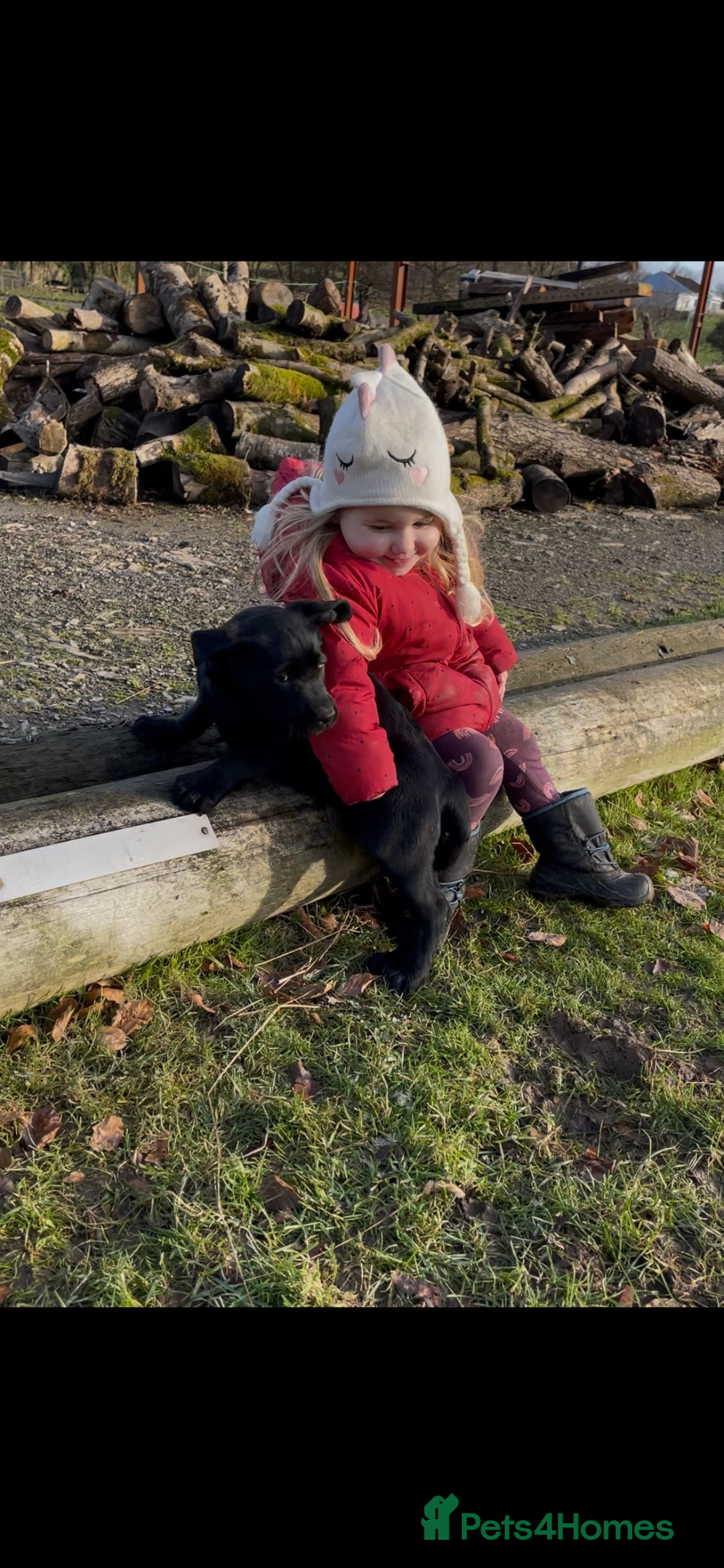 Labrador Retriever dogs for sale: 2 girls  - Advert 7