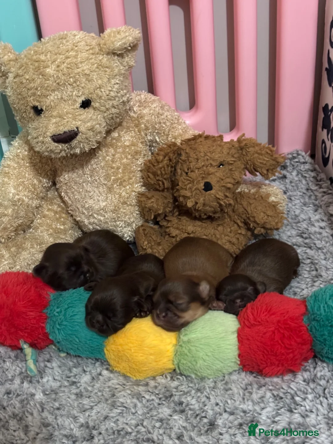 Shih Tzu dogs for sale: KC Imperial Shih Tzu Puppies in Steyning - Advert 1