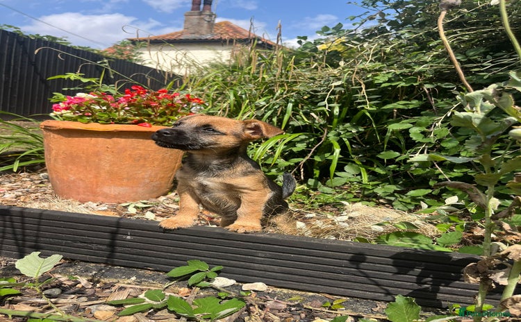 Mixed Breed dogs - Advert 2