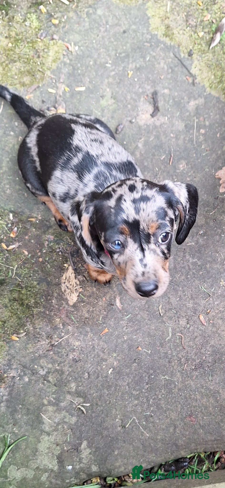 Miniature Dachshund dogs Rare rainbow litter - Advert 1