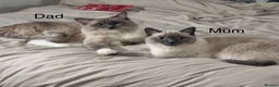 Ragdoll cats for sale: Ragdoll cross British shorthair kittens - Advert 2