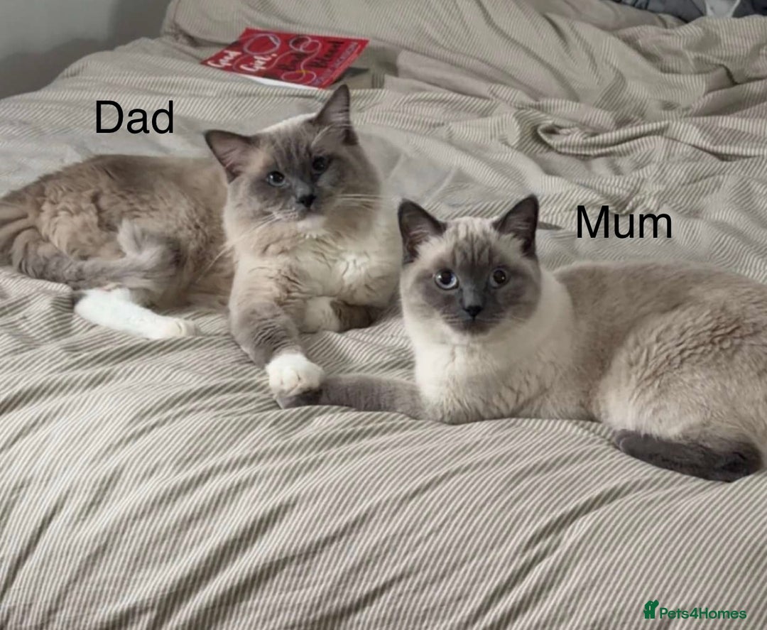 Ragdoll cats for sale: Ragdoll cross British shorthair kittens - Advert 2