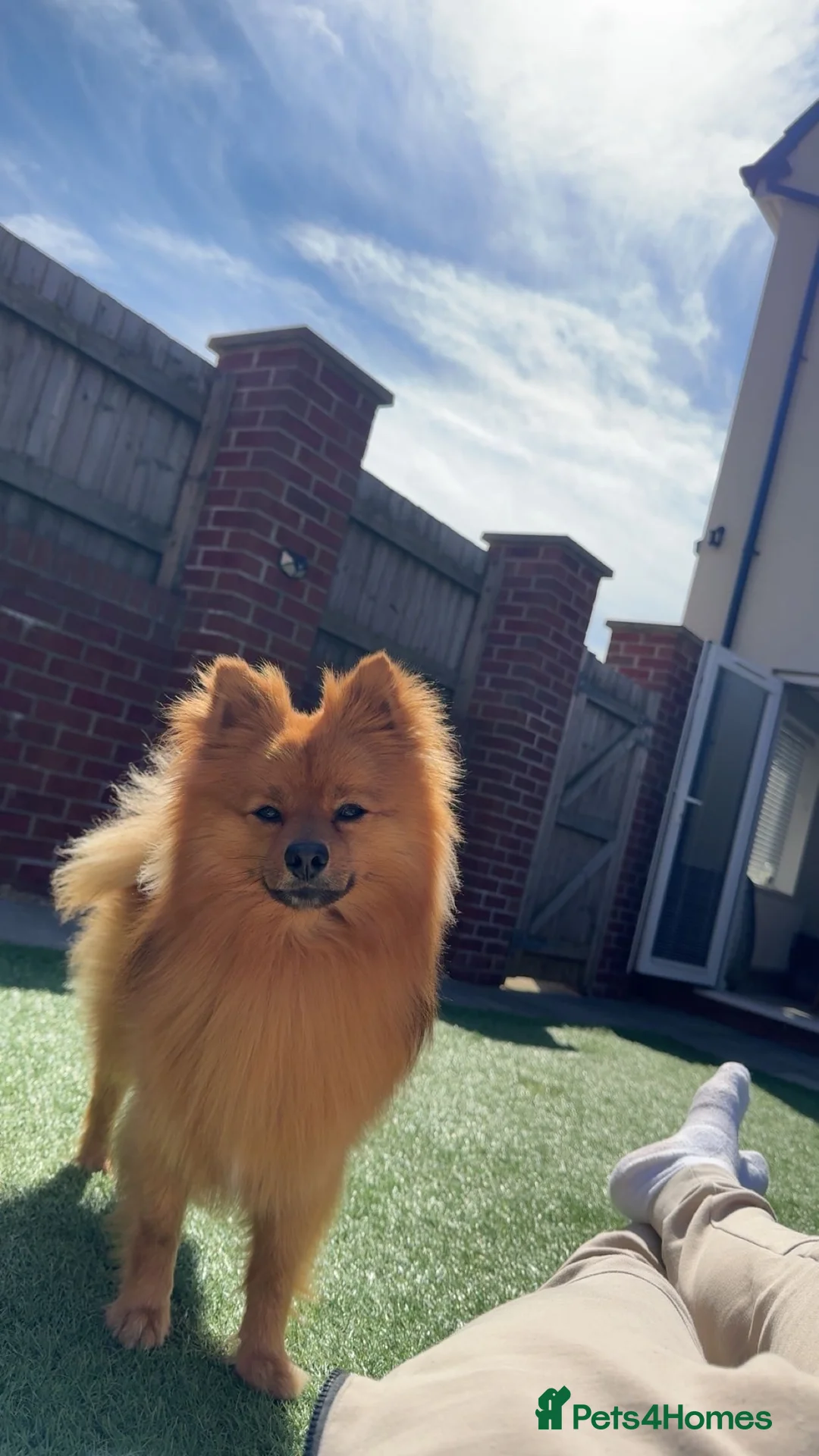 Pomeranian dogs for stud: Leo - Fox Faced Pomeranian - Advert 3