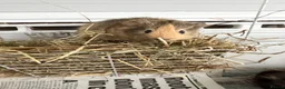 Guinea Pig rodents for sale: Guinea Pig babies  - Advert 13