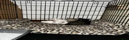 Mixed Breed cats for sale: Adorable tabby kittens  - Advert 15