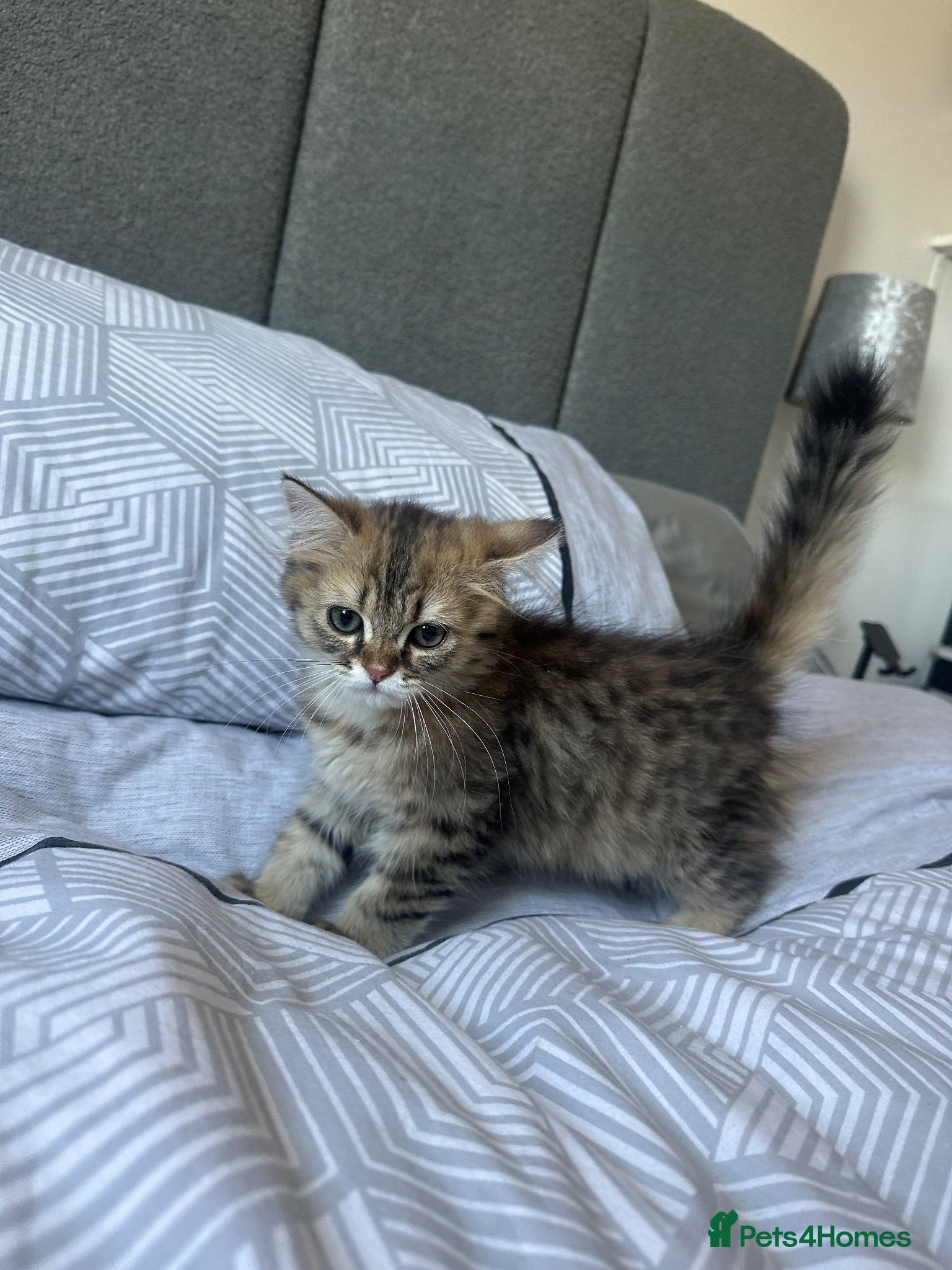 British Longhair cats Last Boy British long haired  - Advert 14