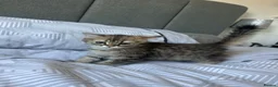 British Longhair cats for sale: Last Boy British long haired  in London - Advert 1