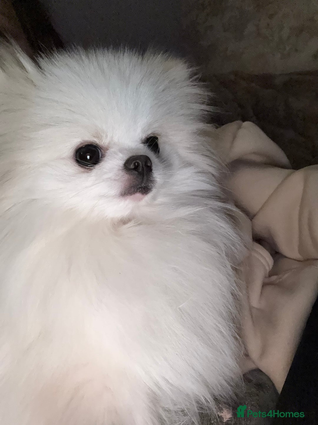 Pomeranian dogs for sale: 1 year old female Pomeranian  - Advert 2