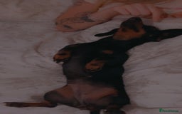 Dachshund dogs for sale: Black and Tan Dachshund Looking for a Loving Home  - Image 4