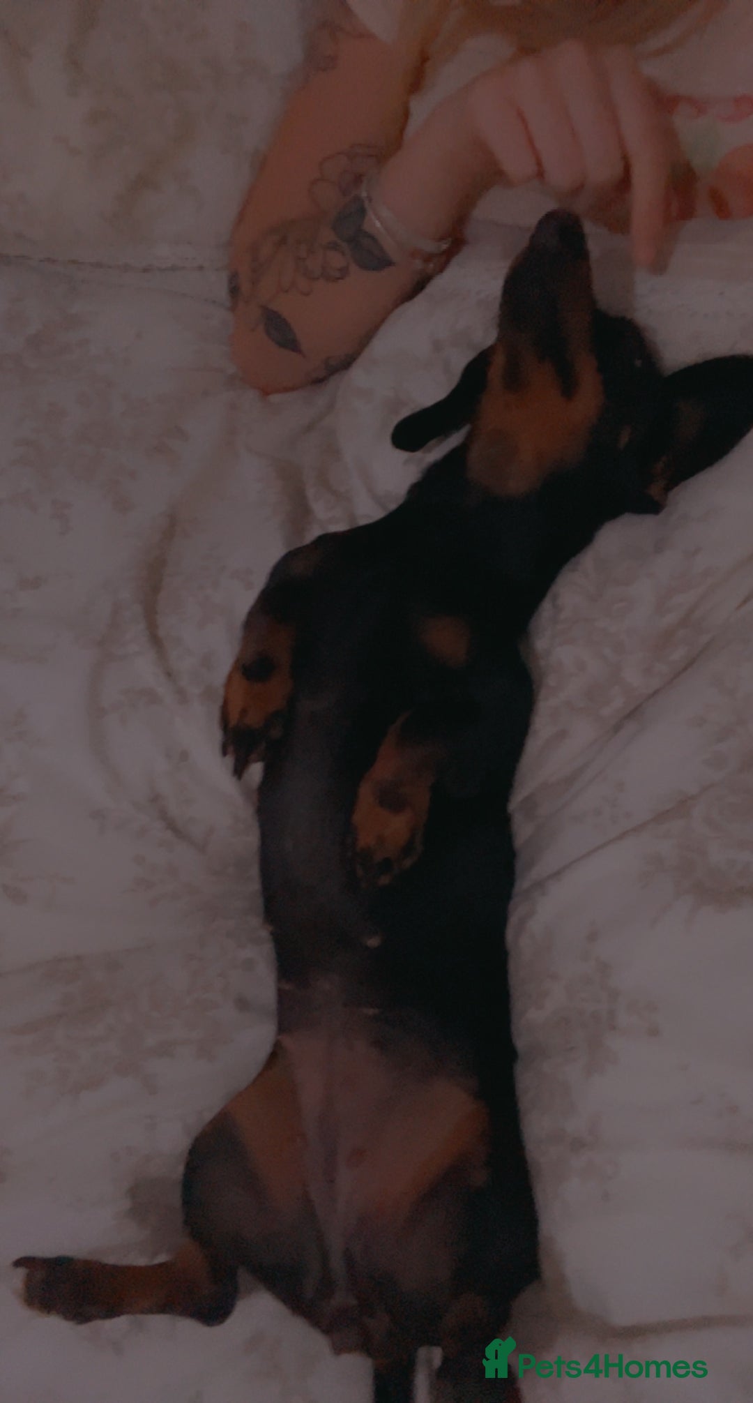 Dachshund dogs for sale: Black and Tan Dachshund Looking for a Loving Home  - Image 4