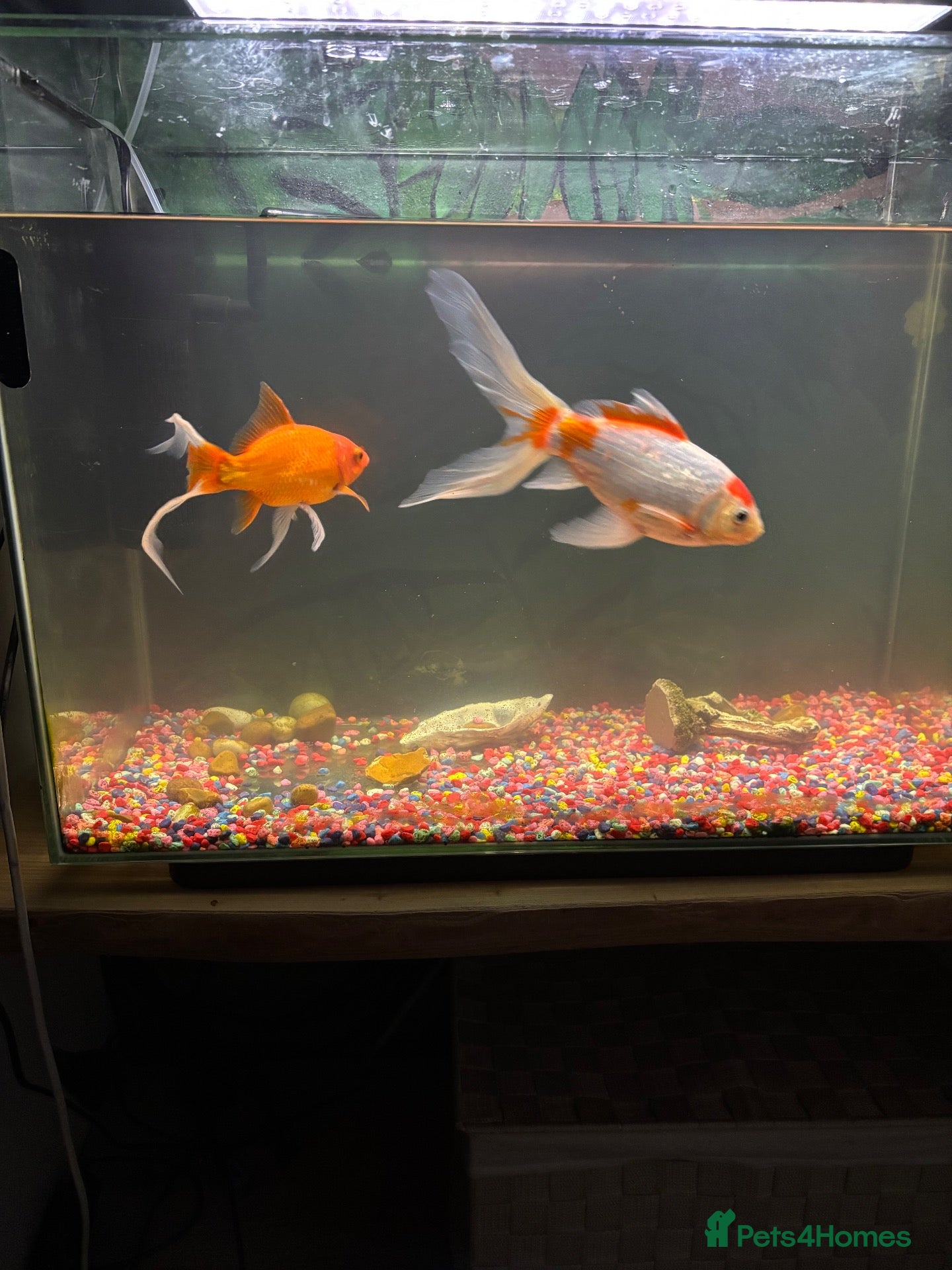 Goldfish fish 2 goldfish with tank - Advert 1