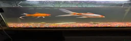 Goldfish fish for sale: 2 goldfish with tank in Wrexham - Advert 1