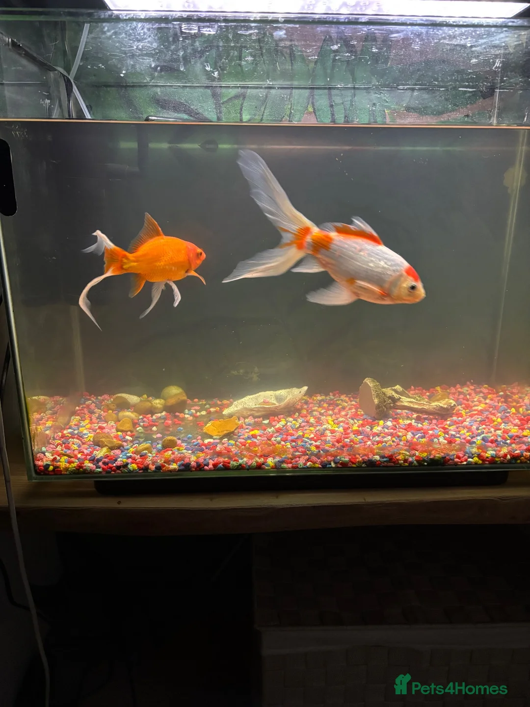 Goldfish fish for sale: 2 goldfish with tank in Wrexham - Advert 1