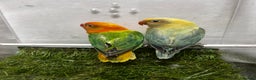 Lovebirds birds for sale: Beautiful mutation fisher opline lovebirds   - Advert 10