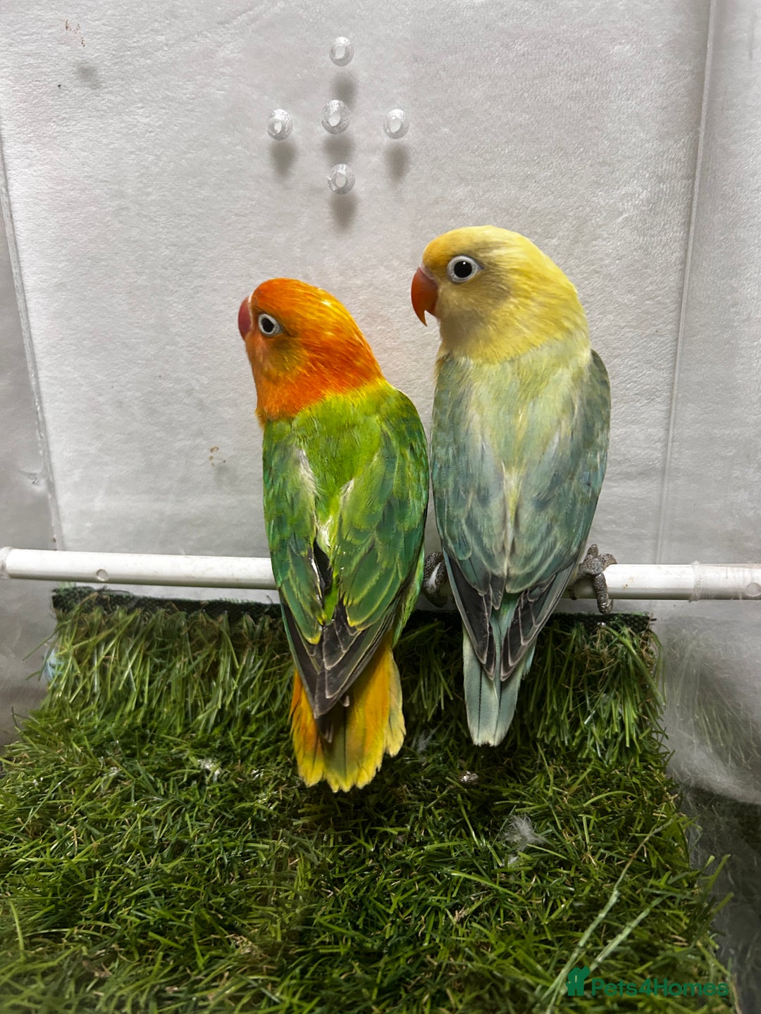 Lovebirds birds for sale: Beautiful mutation fisher opline lovebirds   - Advert 10