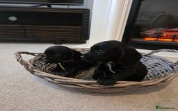 Cocker Spaniel dogs for sale: Cocker spaniel pups  - Image 1