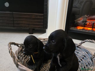 Cocker Spaniel dogs - Advert 29