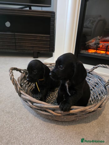 Cocker Spaniel dogs - Advert 6