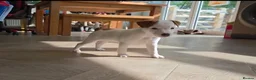 Jack Russell dogs for sale: Exquisite litter of Jack Russell Pups 🐾  - Advert 33