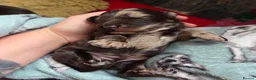 Cockapoo dogs for sale: Multigen Chocolate Merle Cockapoo Puppies - Advert 18