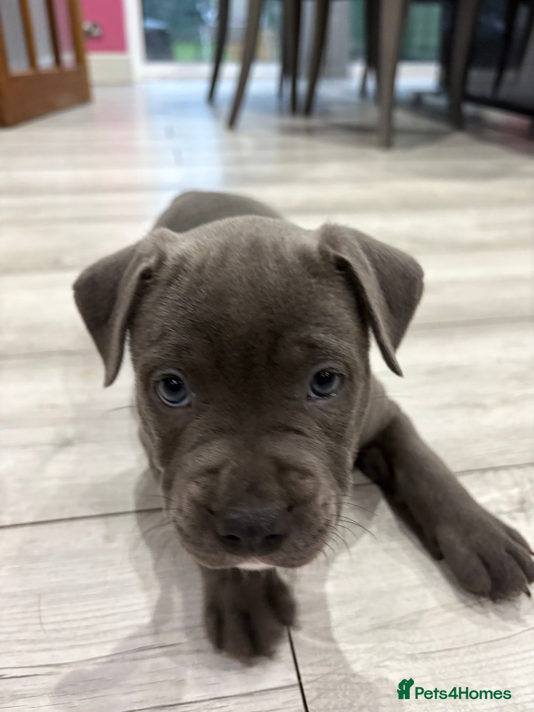 Staffordshire Bull Terrier dogs for sale: Dw Kc registered Blue Staffordshire Bull Terriers. - Advert 12