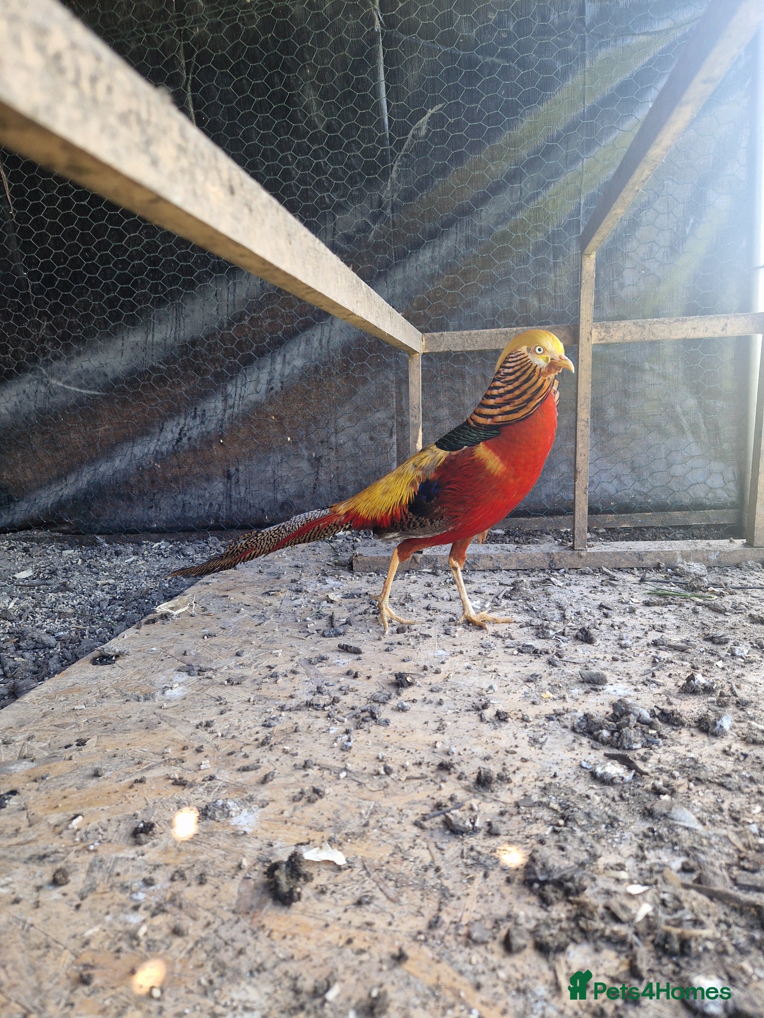 Pheasants poultry Golden pheasant hatching eggs - Advert 5