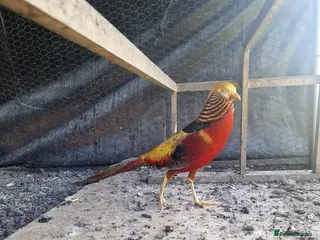 Pheasants poultry Golden pheasant hatching eggs - Advert 8