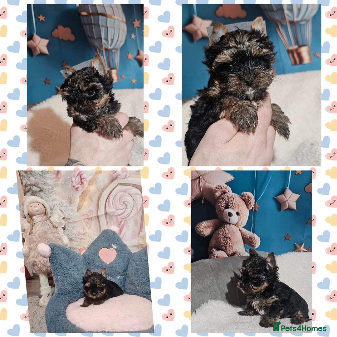 Yorkshire Terrier dogs for sale: Tiny Yorkshire Terrier with one boy merle - Advert 3