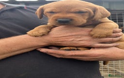 Labrador Retriever dogs for sale: STUNNING LITTER OF DARK FOX RED LABRADOR PUPPIES - Image 20