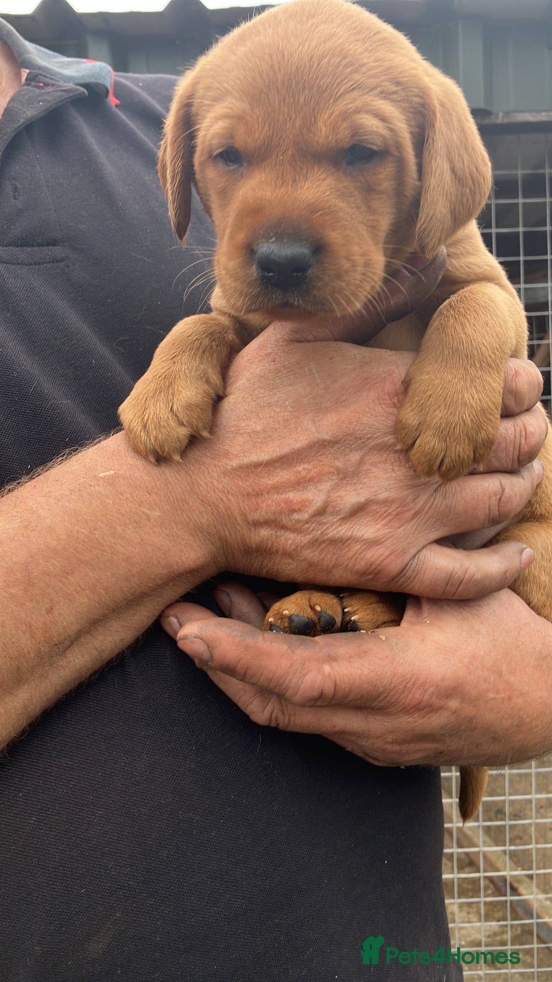Labrador Retriever dogs for sale: STUNNING LITTER OF DARK FOX RED LABRADOR PUPPIES - Image 20