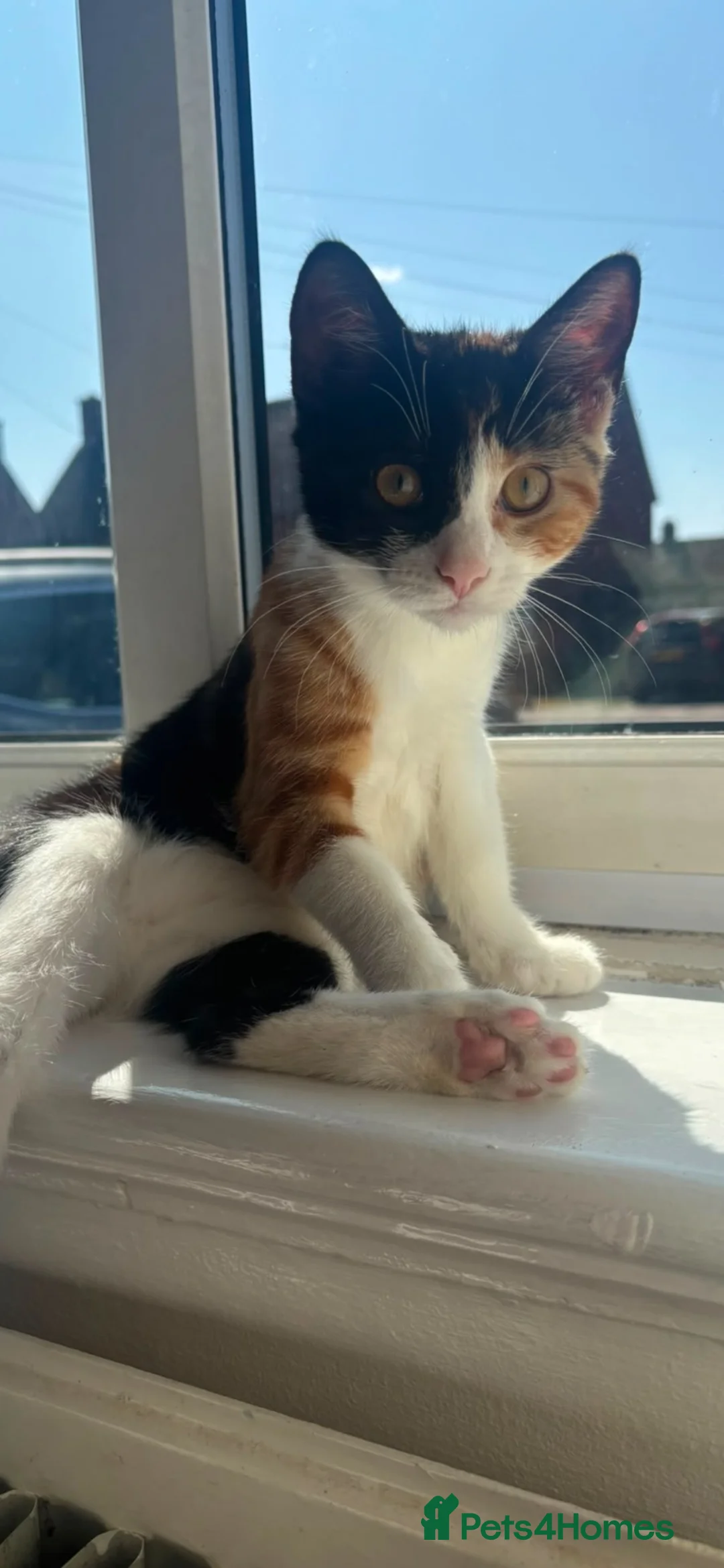 Mixed Breed cats for sale: 5 months old kitten  in Shrewsbury - Advert 1