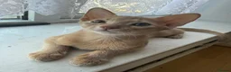Abyssinian cats for sale: Abyssinian Kitten in Enfield - Advert 5