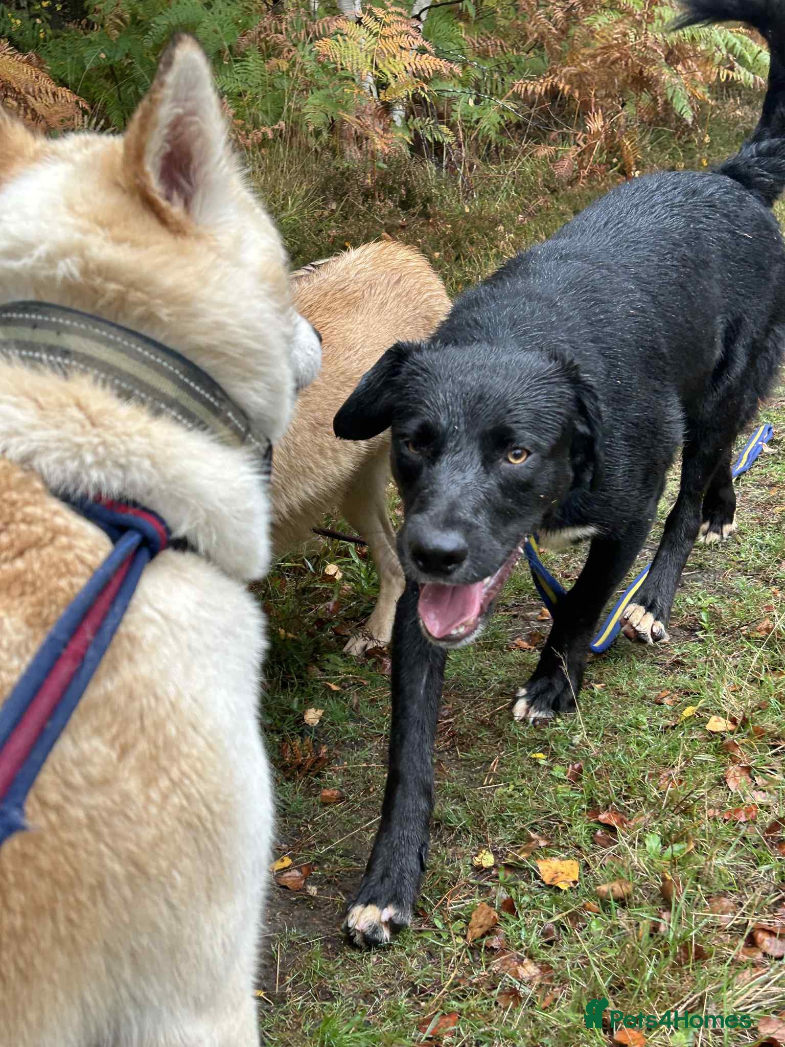 Barney - Norwich norfolk — Mixed Breed