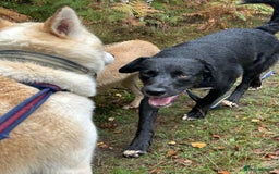 Mixed Breed dogs for adoption: Barney - Norwich norfolk  - Image 36