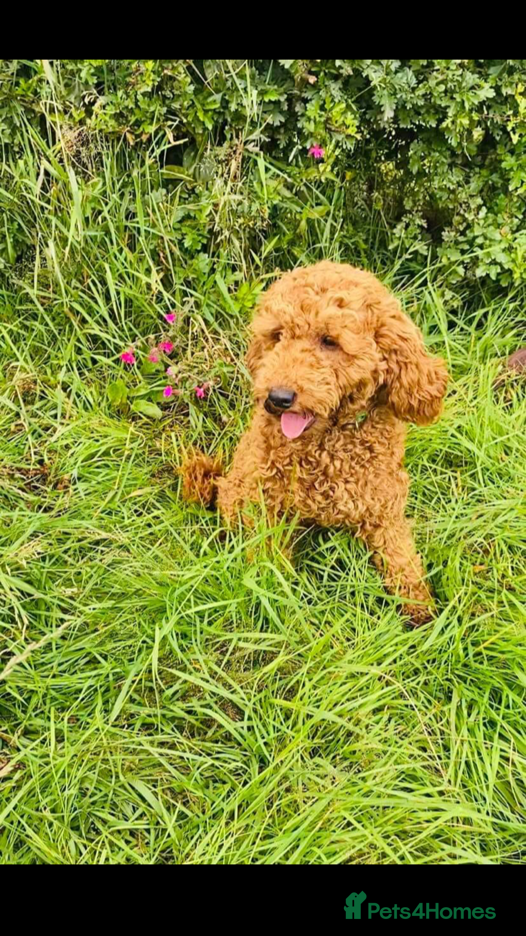 Cockapoo dogs for sale: Gorgeous cockapoo puppies for sale - Advert 21