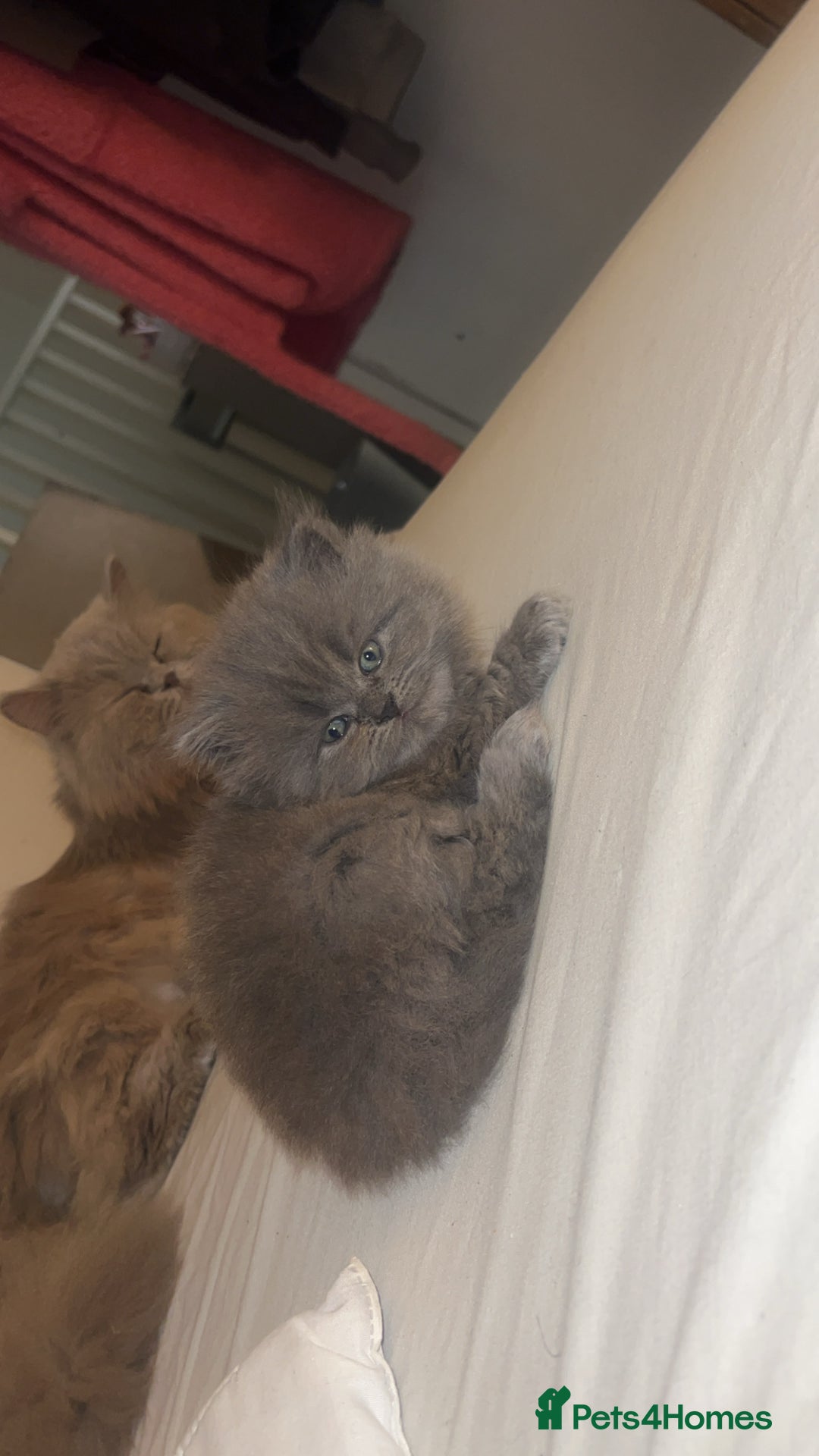 Persian cats for sale: 3 Persian kittens  - Advert 5