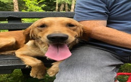 Golden Retriever dogs for sale: Robin Fully Trained KC Reg Golden Retriever - Image 3