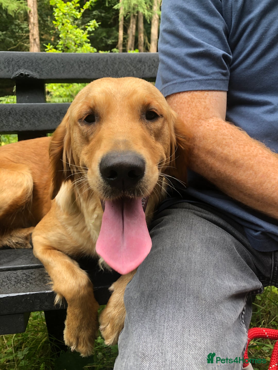 Golden Retriever dogs for sale: Robin Fully Trained KC Reg Golden Retriever - Image 3