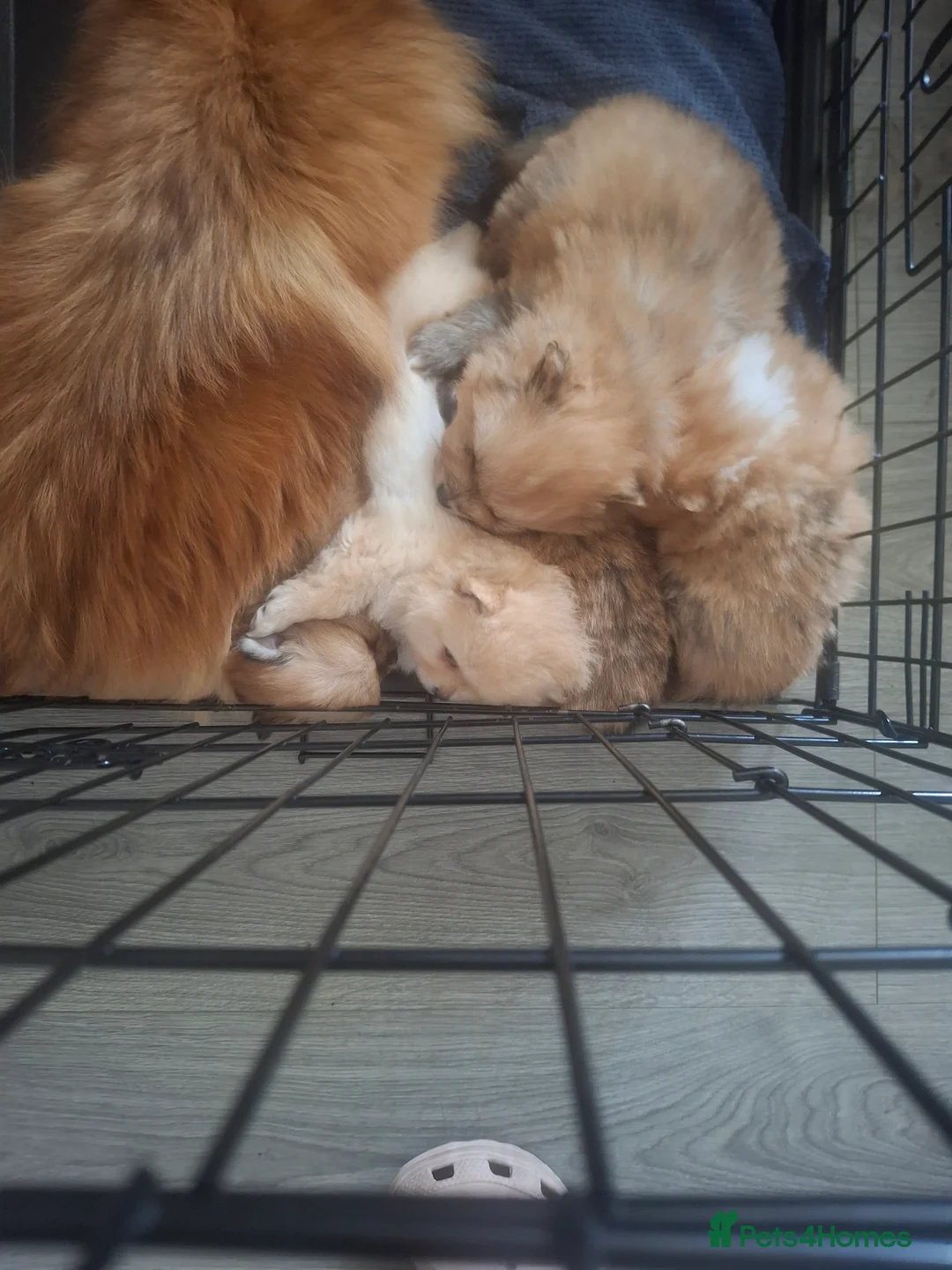 Pomeranian dogs for sale: 5 Beautiful pomeranian puppies in Durham - Advert 2