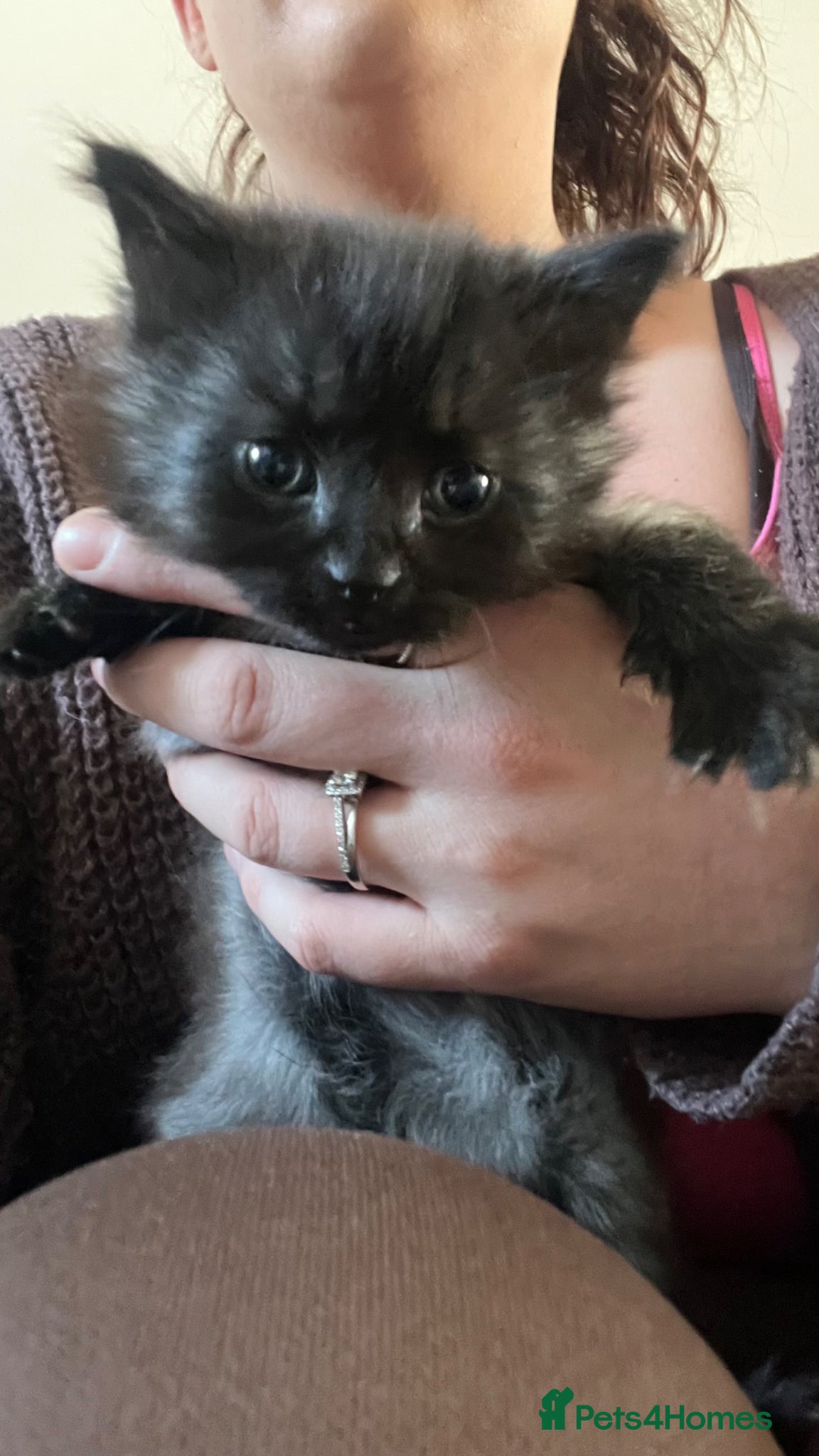 Mixed Breed cats for sale: beautiful fluffy female kitten  - Advert 3