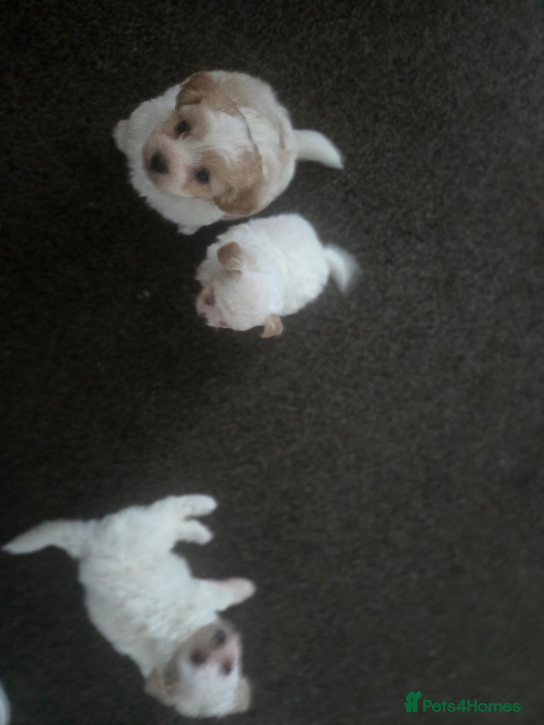 Maltese dogs for sale: Bichon Maltese Puppies,1 Male,2 Females,1 Mini Toy - Advert 4