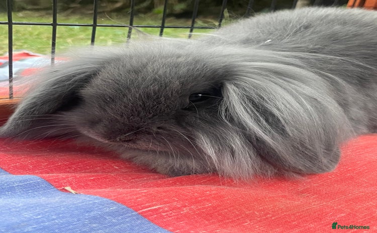 Mini Lion Lop rabbits - Advert 14