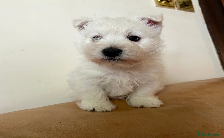 West Highland Terrier dogs - Advert 1