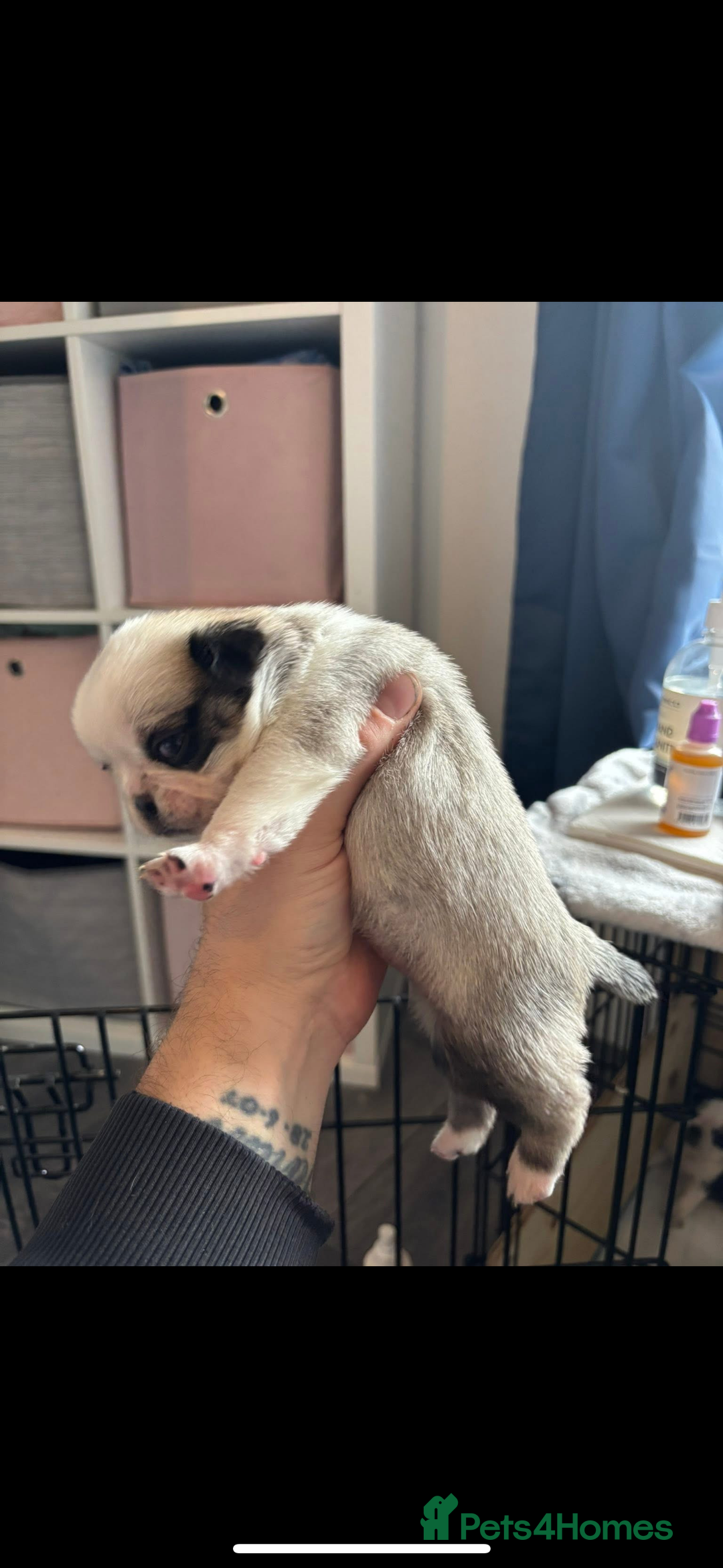 Pug dogs for stud: Proven pug *STUD* - Image 10