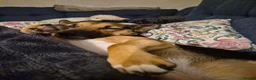 Jack Russell dogs for sale: Gus: Affectionate Jack Russell Seeks Loving Home - Advert 34
