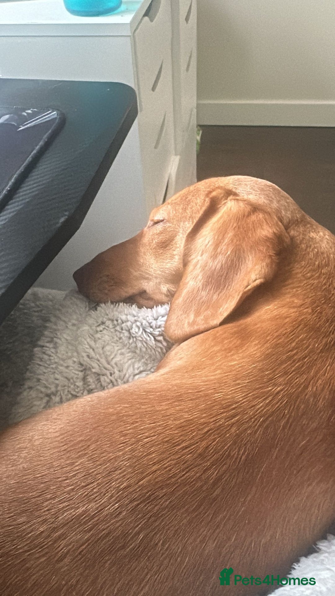 Miniature Dachshund dogs for sale: Mini sausage looking for loving home - Image 5