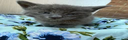 Mixed Breed cats for sale: Beautiful Siberian Mix Kittens  - Advert 7